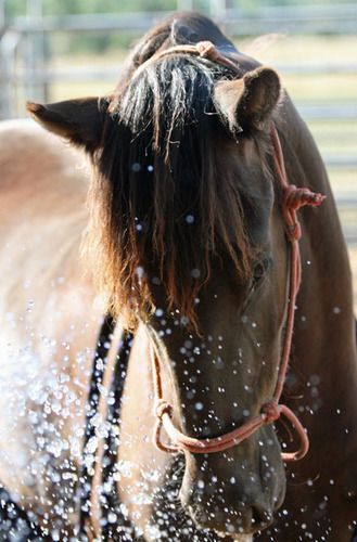 The Hose
