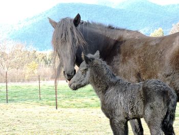 Hours old
