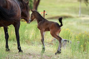 Hours old
