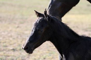 Hours old - 19/4/16
