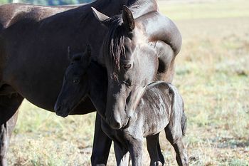 3 hours old
