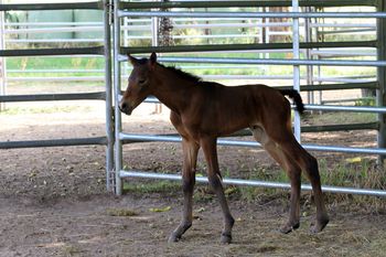 Hours old
