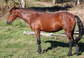 2004 - Mt Tawonga Bonny Lass by Mt Tawonga Tobey.
