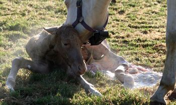 Minutes old 29/10/08 - still steaming
