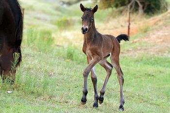 Hours old
