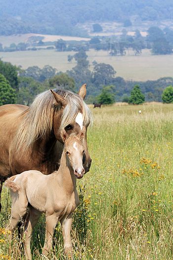 Hours old
