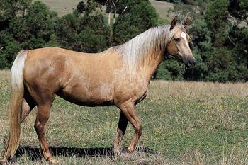 MCM Celestial (2012)  MEMC Tequila Cuervo X Mt Tawonga Linda.  Palomino Pure Bred Morgan mare
