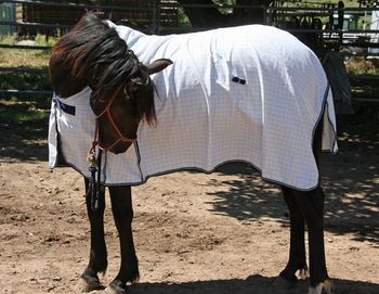 January 2011 1st rug experience.
