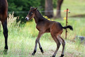 Hours old
