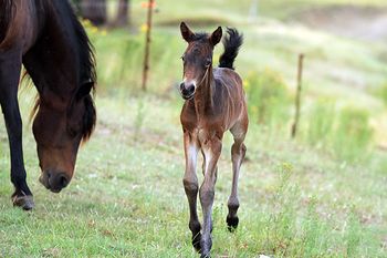 Hours old
