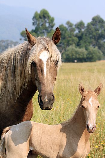 Hours old
