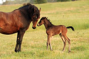 Hours old
