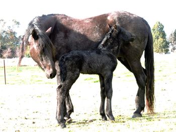 Hours old
