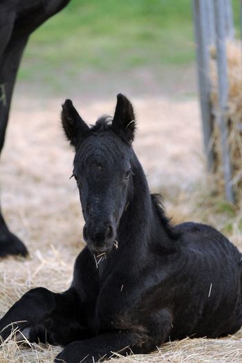October 7 - 1 day old
