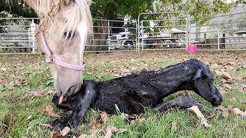 minutes old
