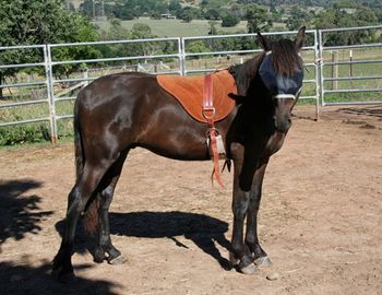 Saddled up.
