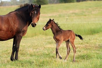 Hours old

