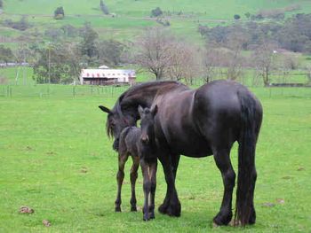 Yldau (1998). Iepe TJ (Imp) X Sylke. Shown here with MCM Anton. 7/8th's Friesian Warmblood Mare. more........
