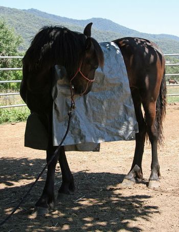 The Tarp
