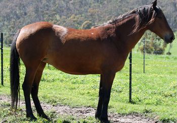 Spring 2009 @ Mt Tawonga Morgan Stud.
