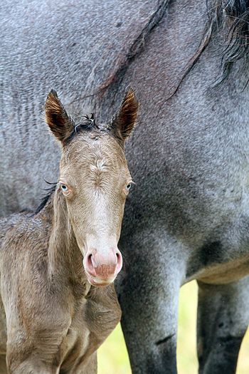 3 hours old
