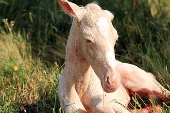 1 hour old
