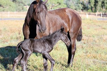3 hours old
