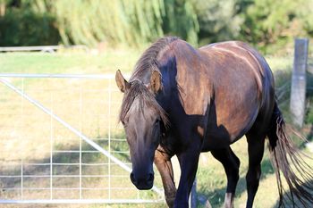 MCM Xarah (2011). Red Bluff Mesmeric X The Carrock Xylona. Moriesian filly. 50% Morgan 25% Friesian & 25% TB.
