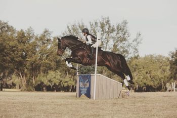 Sire
