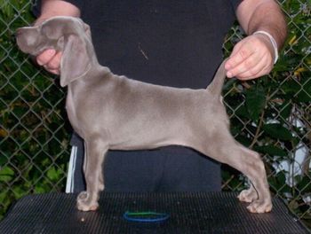 Seven weeks old

