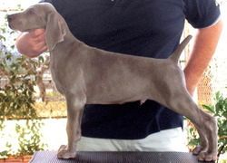 9 weeks old
