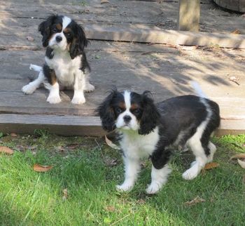 Keira and her sister Rosie playing at Hathersage!
