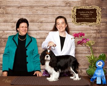 COTW Burlingame CA July 2011- 1st Place American Bred under Karin Ostmann (Sheeba)
