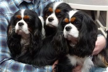 Littermates Rosie, Walker and Keira, May 2011
