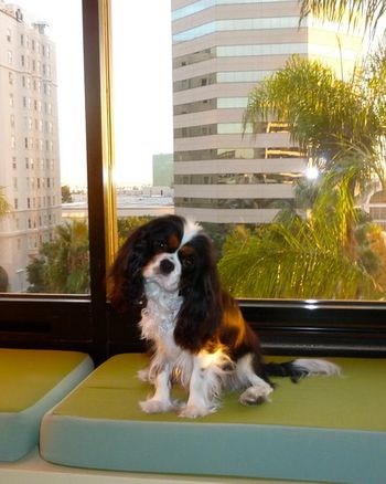 "Do these accommodations in Long Beach seem acceptable? Its a bit hard to see the ocean from here " December 2010

