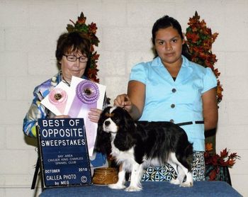 Bay Area Specialty 2010, Best Opp in Sweeps under Elaine Mitchell (Cambridge)
