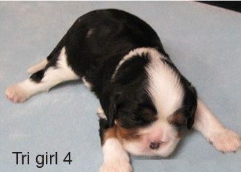 2 weeks old
