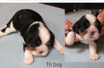 2 weeks old
