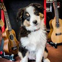 Wickham Road Music  Store's Singer Showcase