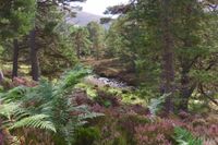Stories of our Living Rivers and Glens - a free online ceilidh