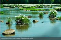 Landsford Canal Lilyfest