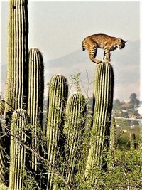 Eddy Roswell with Desert Cats, Desert Mountain Outlaw Clubhouse (Ronn Moss, Sarah James, Aaron Howard, Marian, Henry Kuller, Corey Plueard, Mike Reardon, Eddy Roswell)l