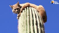 Eddy Roswell joins the return of the one and only Desert Cats Band. Ronn Moss, Sarah James, Henry Kuller and a wild cast of characters! 
