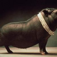 Pearls And Swine by Michael McDermott