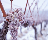 ❄️ December Music Night – The Wasteland Poets at Ugly Bunny Winery / Marsh Vineyards