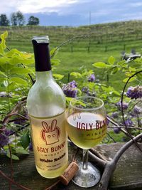 🍷 Live Music in Mohican – The Wasteland Poets at Ugly Bunny Winery / Marsh Vineyards