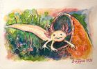 Study of the Axolotl #3