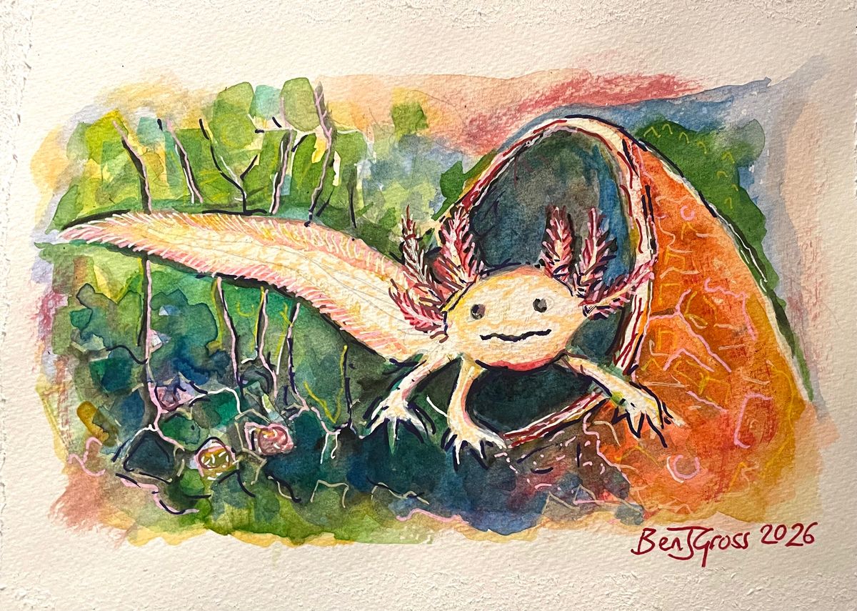 Study of the Axolotl #3
