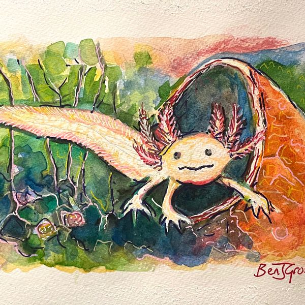 Study of the Axolotl #3