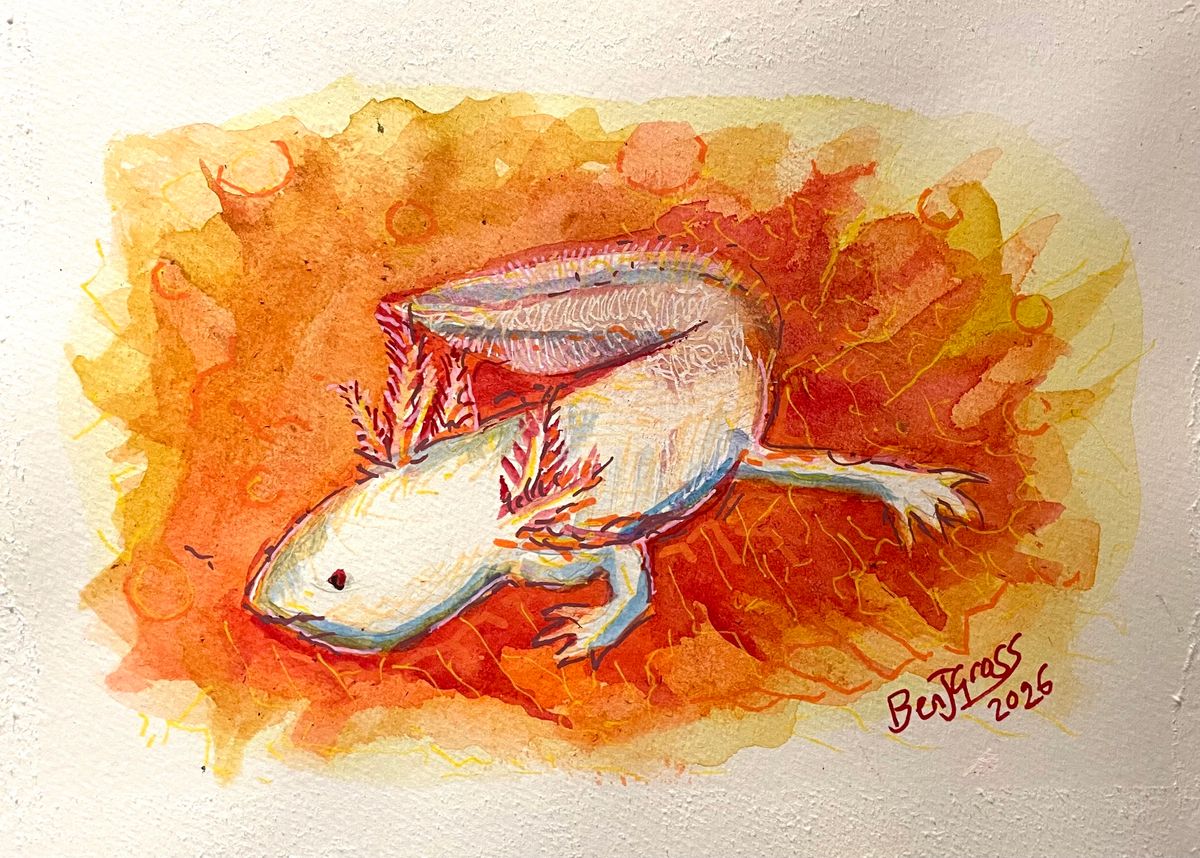 Study of the Axolotl #4